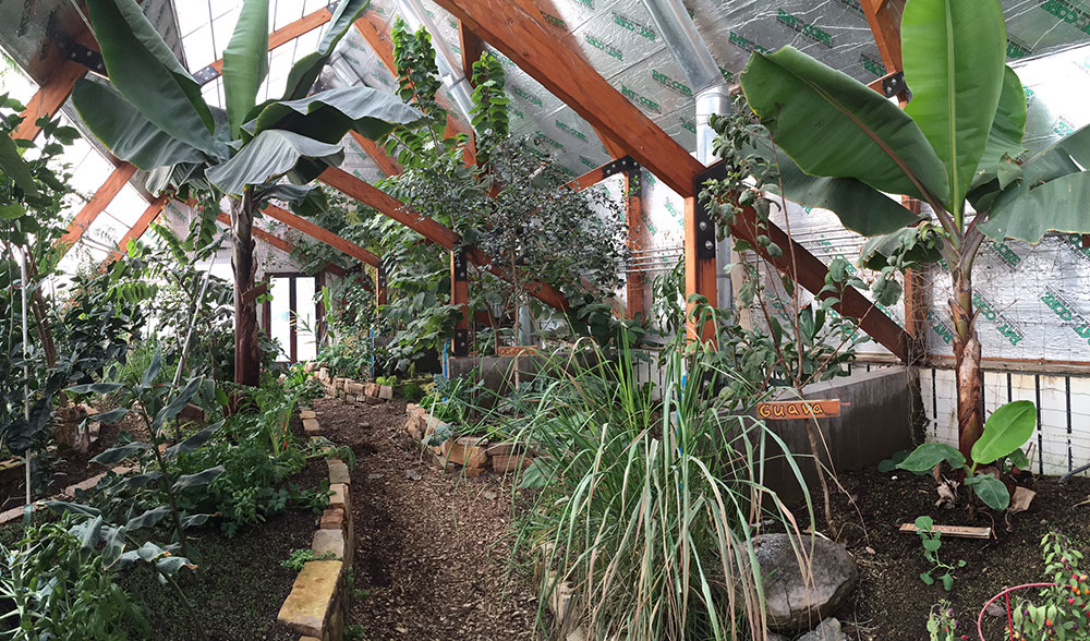 Growing Bananas OffGrid Tour of A Tropical Greenhouse in the Rocky