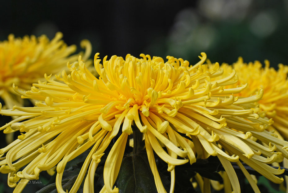 Chrysanthemum Spider Mum Certain Points of View™