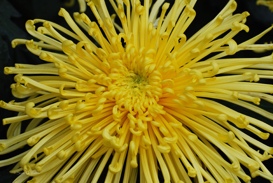 Chrysanthemum Spider Mum Certain Points of View™