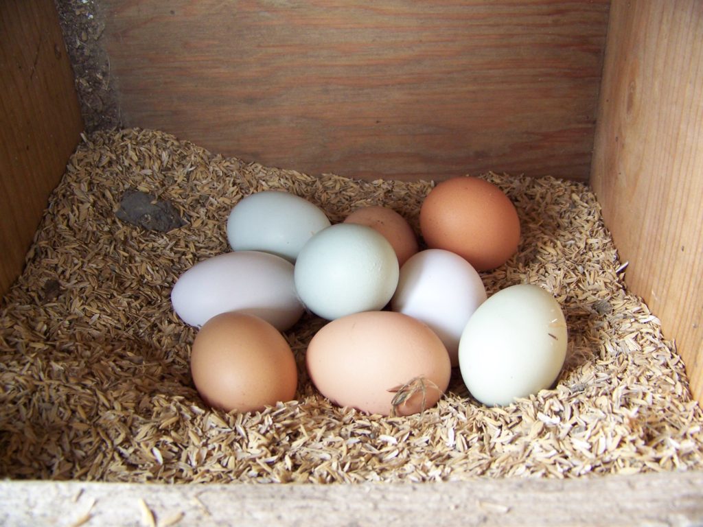 What Makes Certified Humane CageFree Eggs Different? Certified Humane