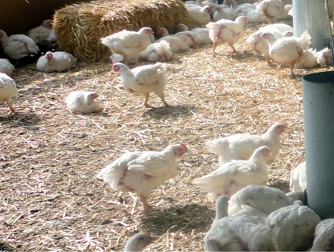 Lone Pine Colony (L.P. Farm Fresh Chicken) Certified Humane