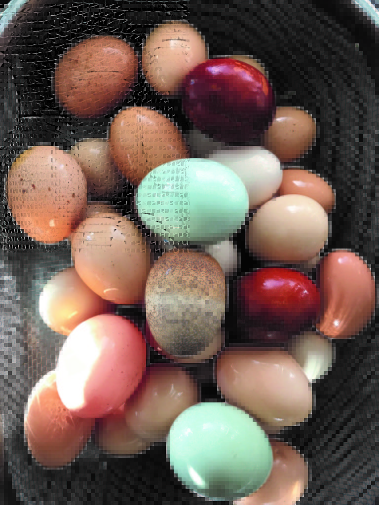 Pound Ridge Organics first Certified Humane farm in Westchester County, New York