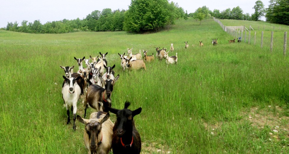 Idyll Farms Certified Humane® Alpine Goats in Northport, Michigan