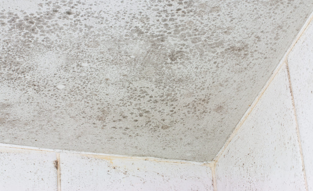 Living with Mold in Tampa Part 2—Treatment
