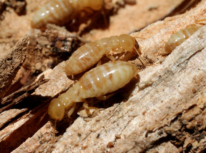 Prevent Pest Control Columbus Ohio Pest Control