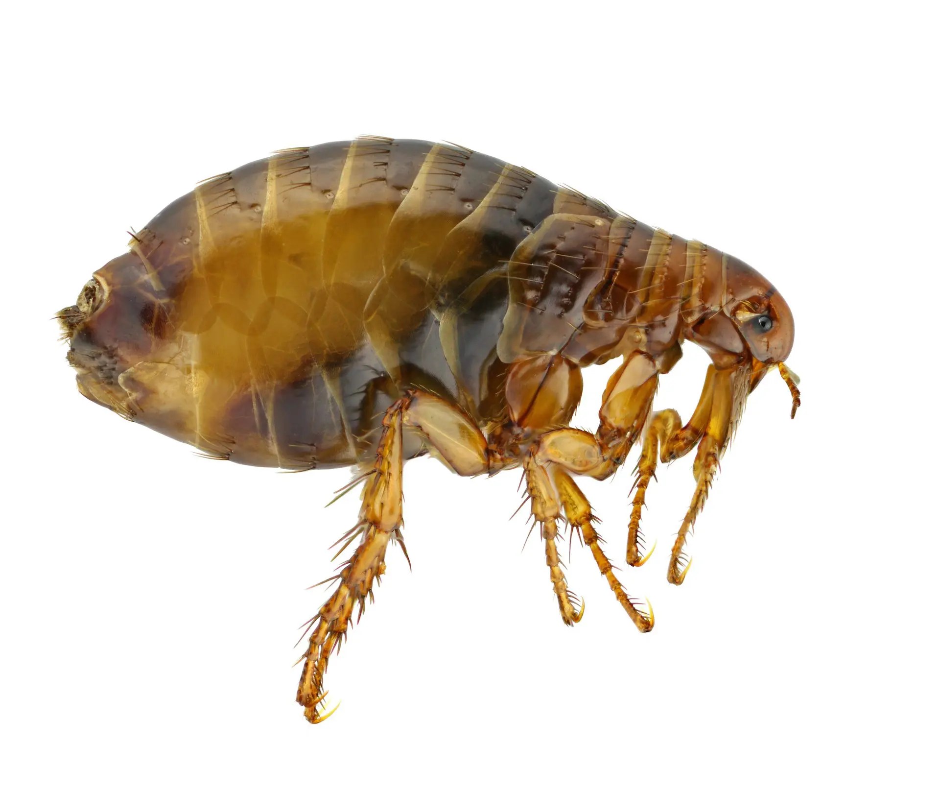 Fleas Pest Control in Nashville Pest Control Services