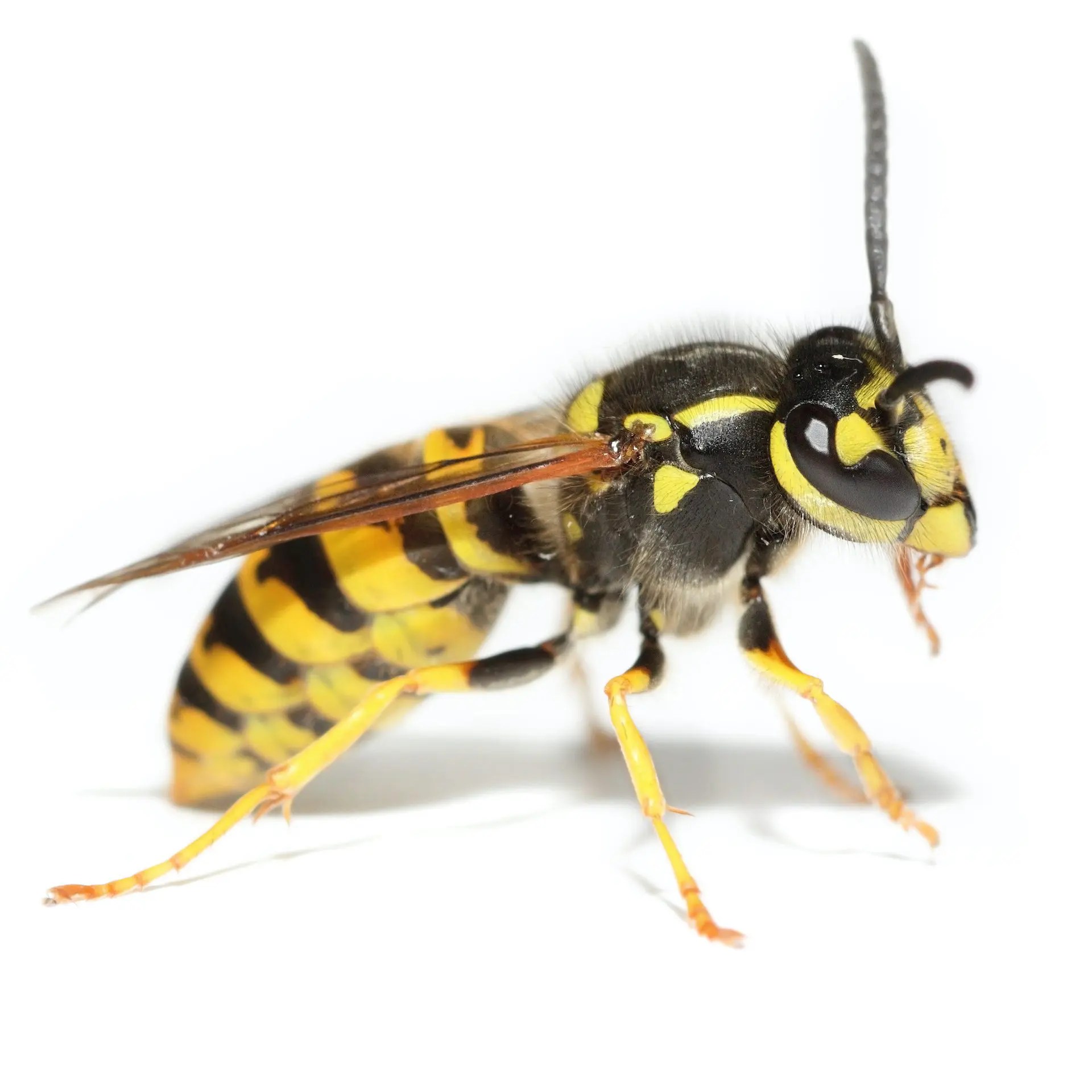 how much does it cost for pest control to get rid of wasps Sandie Wick