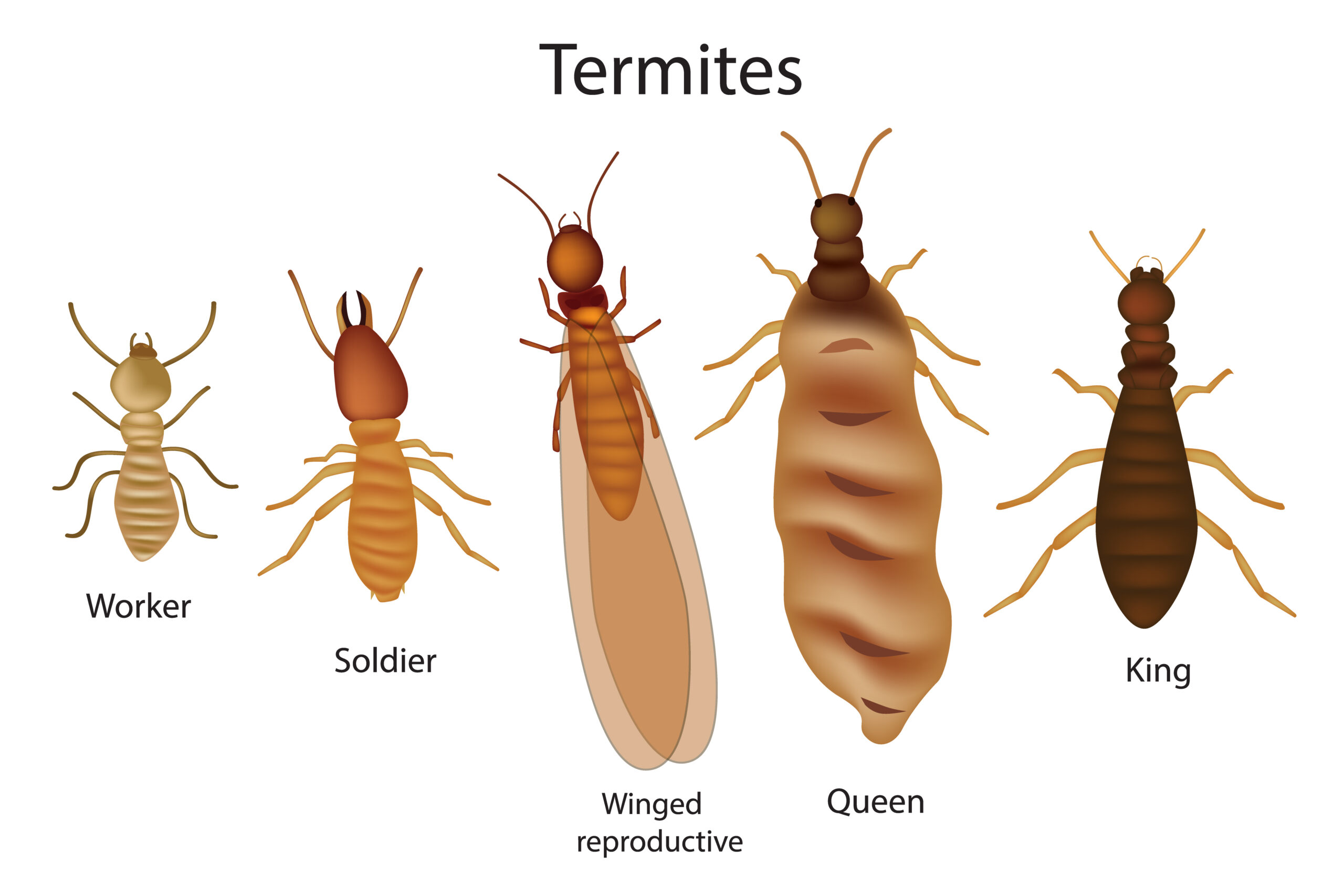 Subterranean Termites Certified Pest Solutions