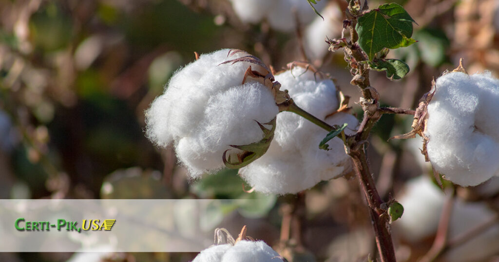 Pima Cotton vs Egyptian Cotton, Which is Softest? CertiPik, USA