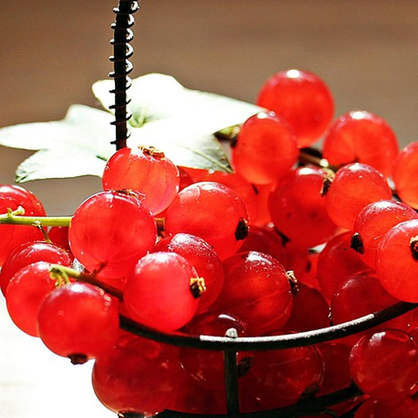 REDCURRANT JELLY Certo