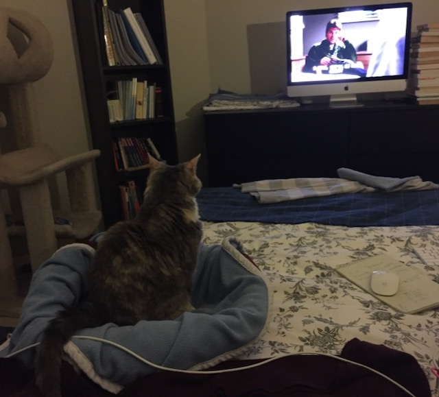 un deux trois chat c'est pas moi je l'jure!