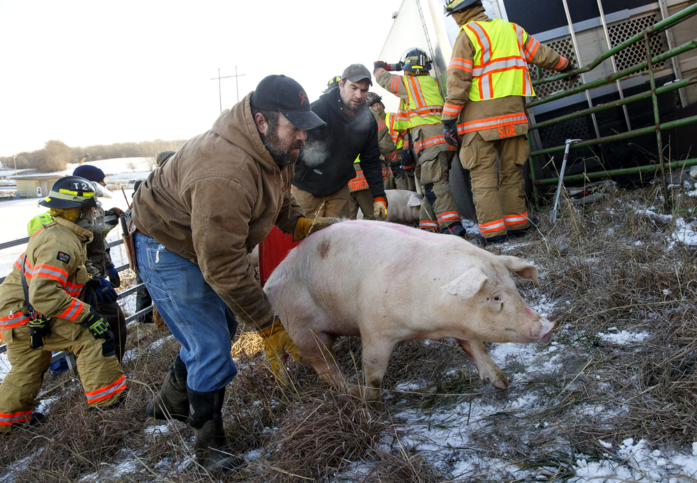 Help Prevent Livestock Trailer Accidents Canadians For Ethical