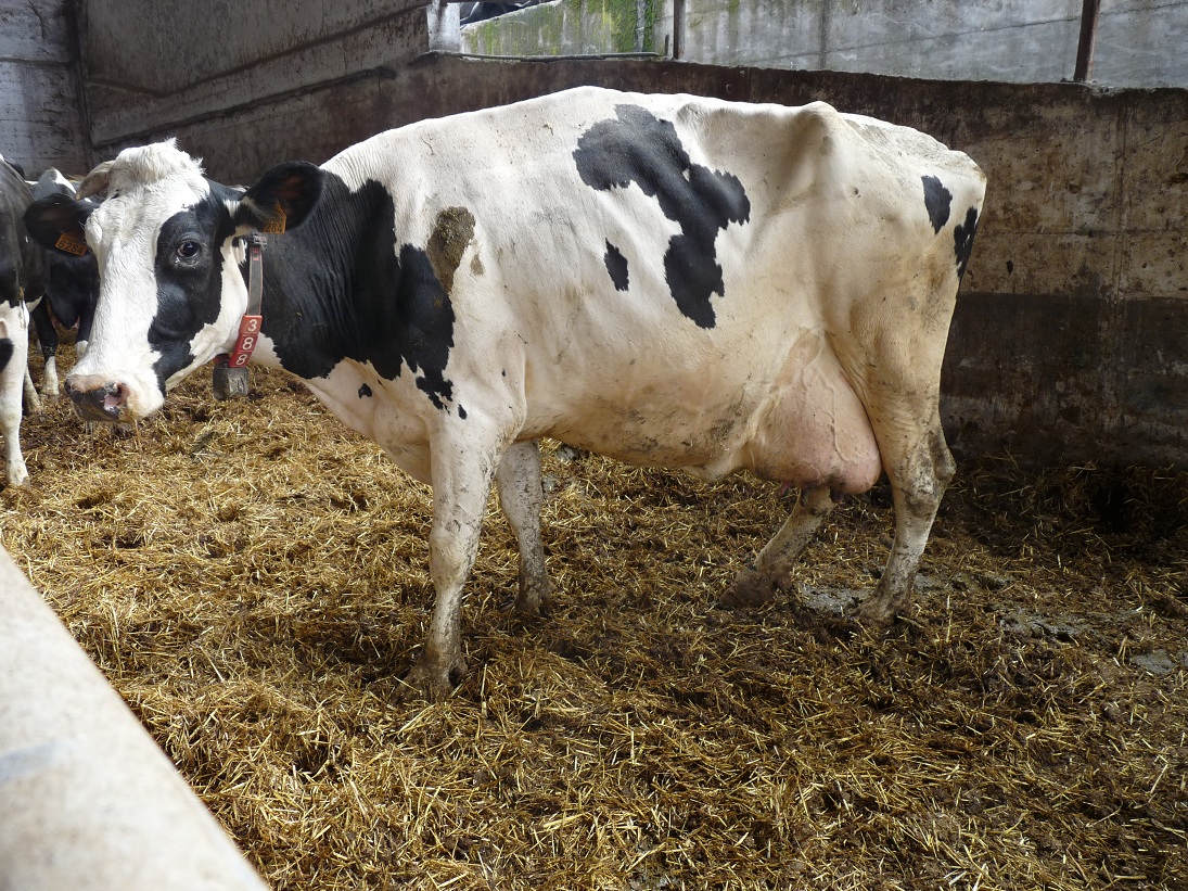 New Study Sheds Light on Suffering of Canadian Dairy Cows Canadians