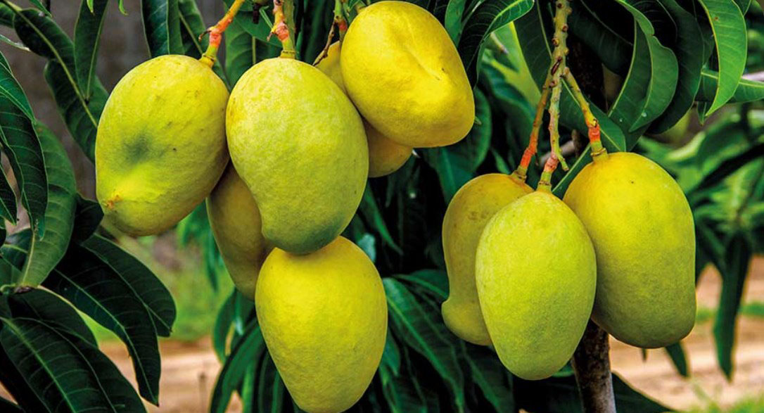 Sri Lankan Fresh Fruits