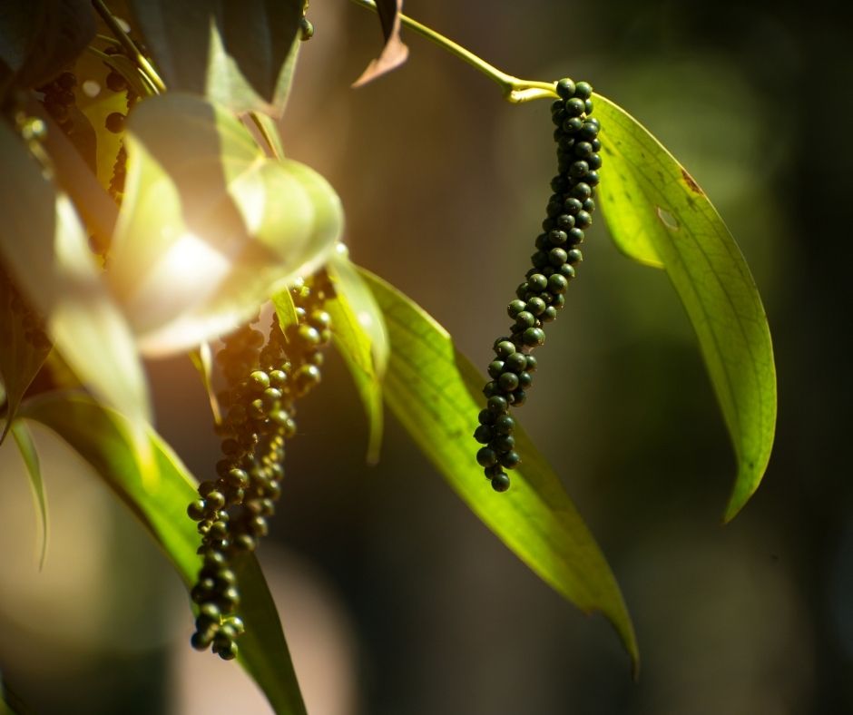 Reasons Why Black Pepper Is Truly the King of Spices Ceylon Authentics