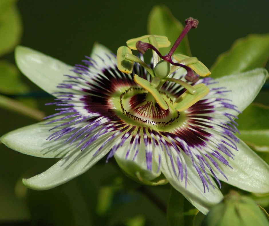 3 Sleep Herbal Medicines and Herbal Aids Ceylon Authentics