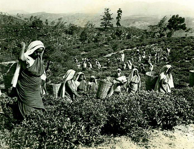 Ceylon Tea Photos Photos of Ceylon Tea Ceylon Tea Estate Photos
