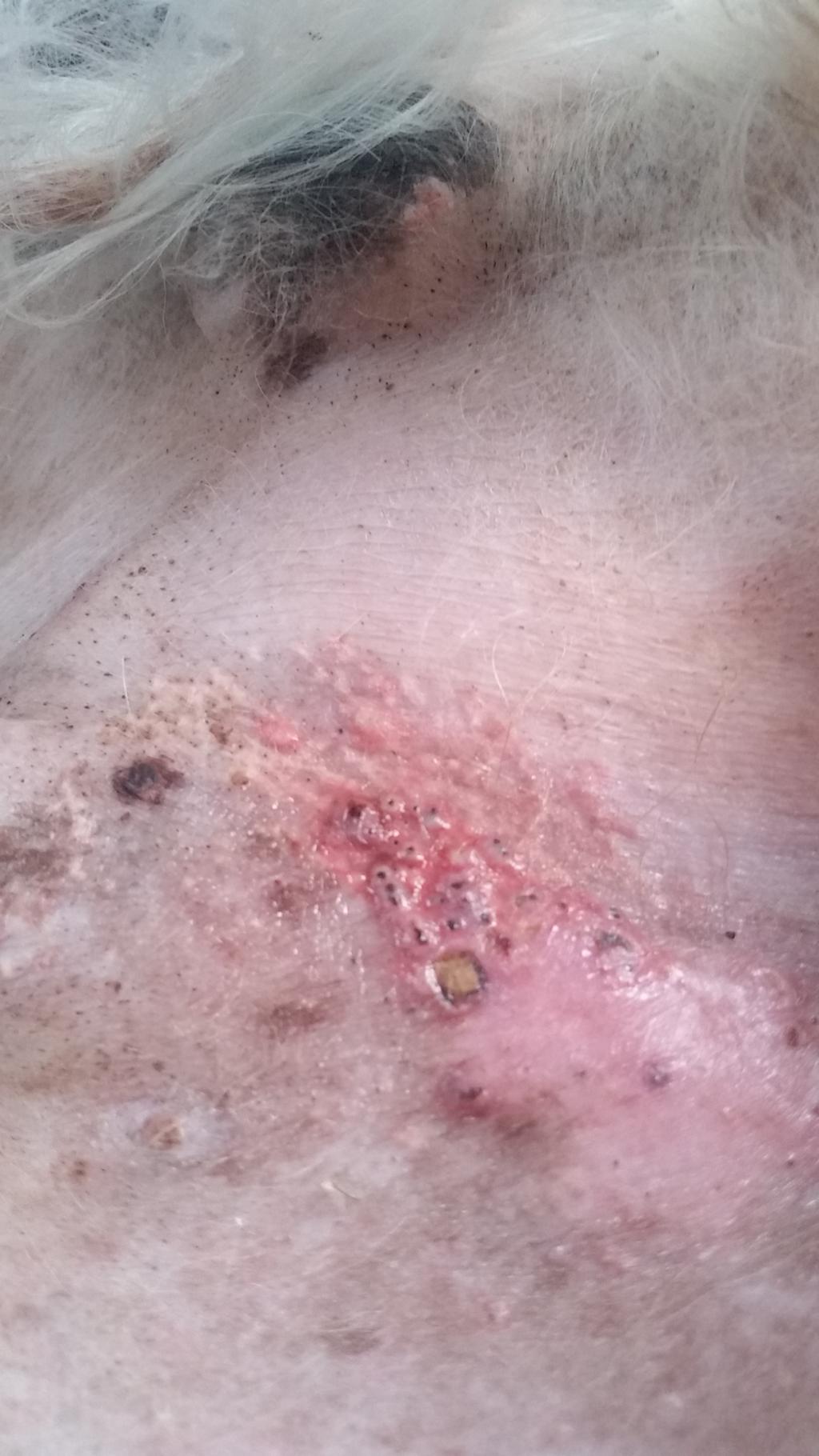 Hi my dog developed hair loss on his back and tail. Now he Hi my dog developed hair loss on his back and tail. Now he