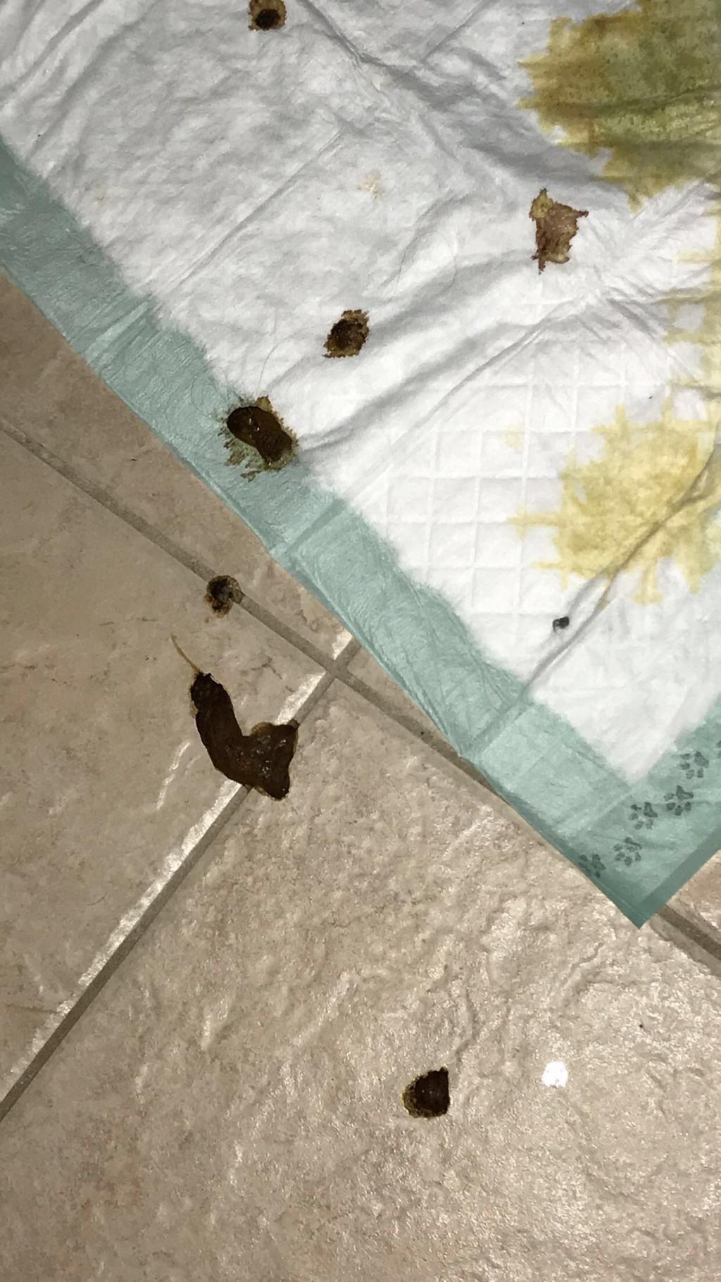 What Does It Mean If My Dog Is Throwing Up Blood