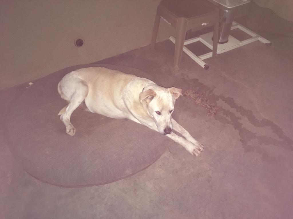 My 13 year old diabetic dog was acting anxious an hour or