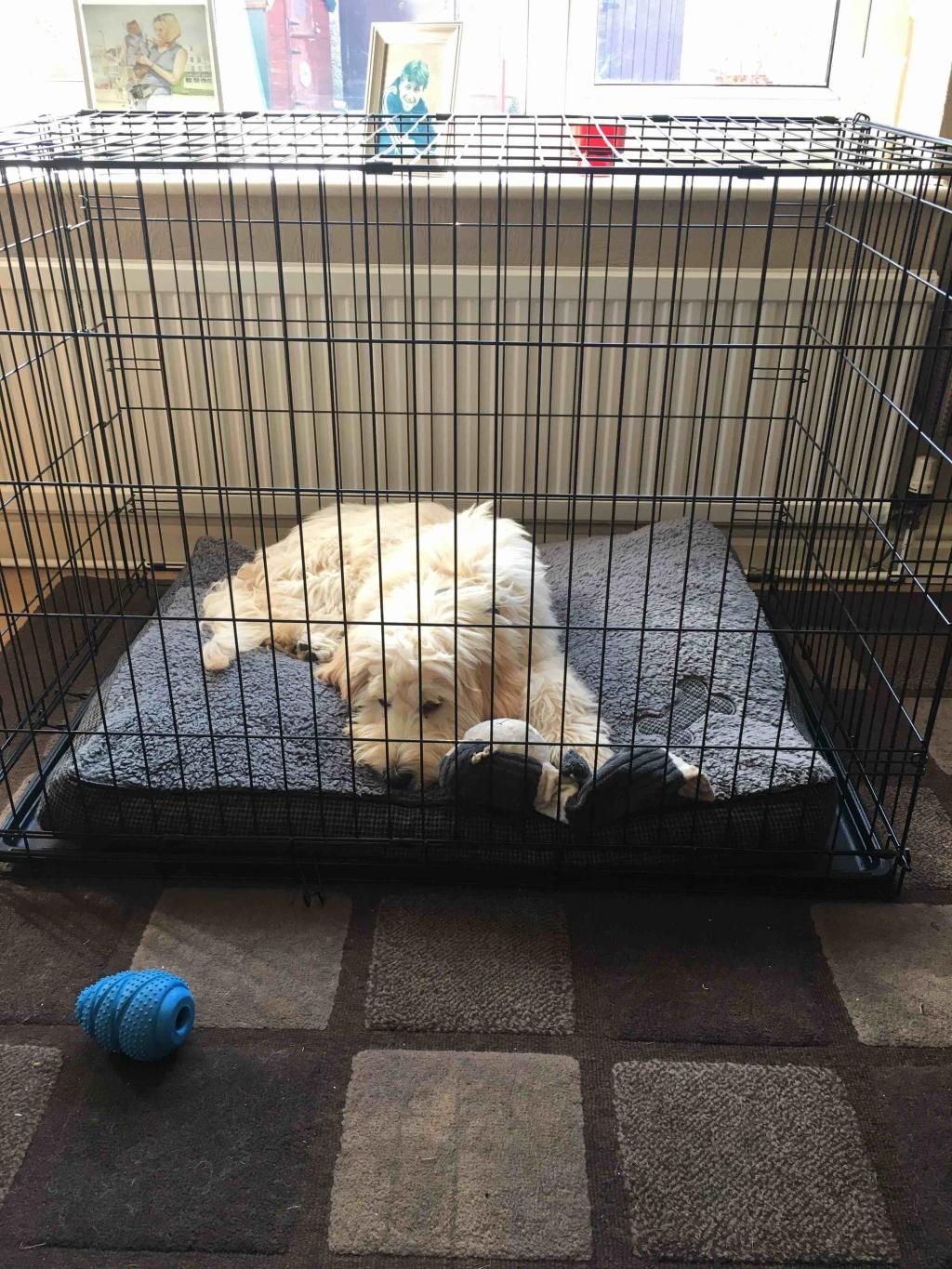 Can I Leave My Puppy In Crate Overnight