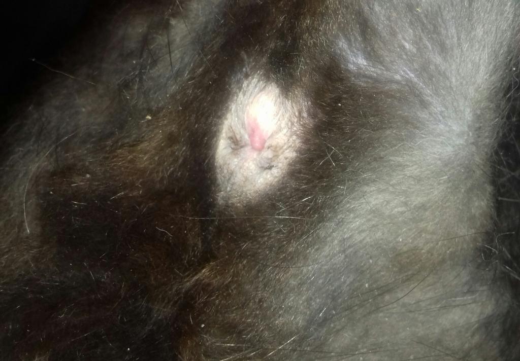 Hi, I noticed some redness around my cat's anus right after he used the