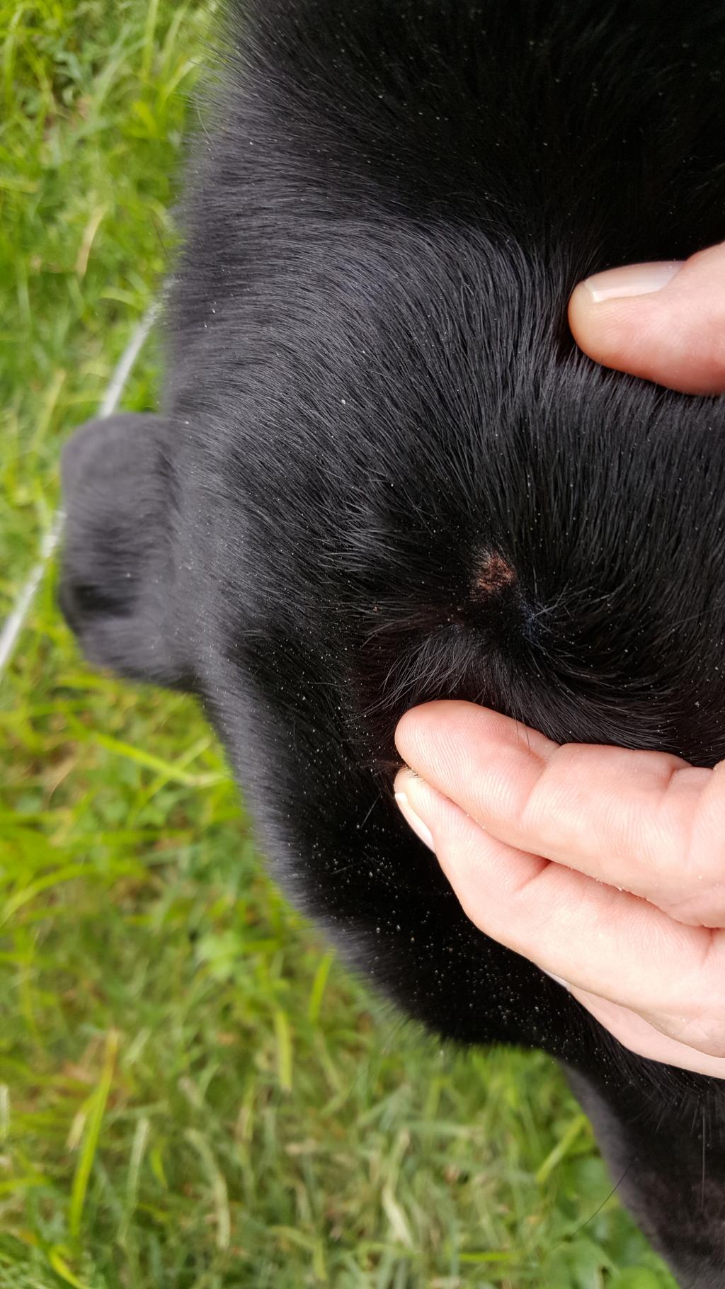My dog has a bump scab on top of her head what is it and what should I