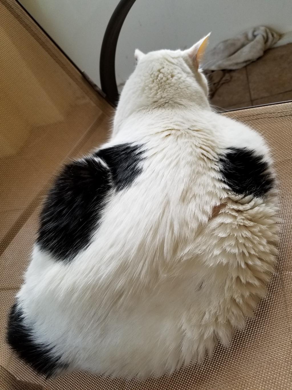 My cat is 5 years old and has gradually lost weight, fur is full greasy