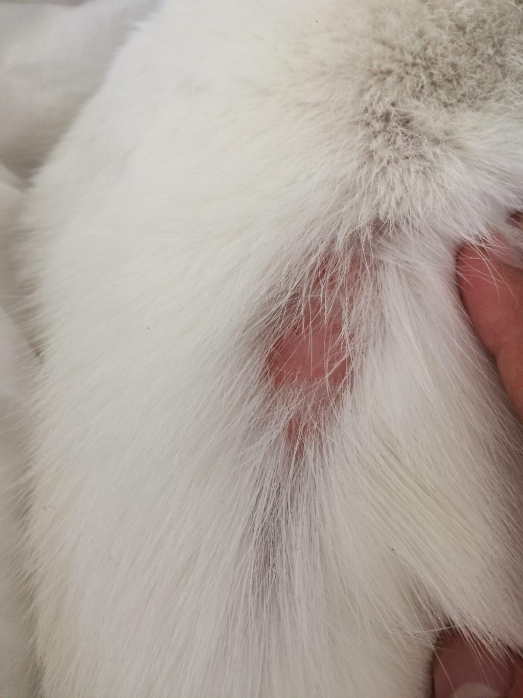 cat has bald spot on head with red dot cat has bald spot on head with red dot
