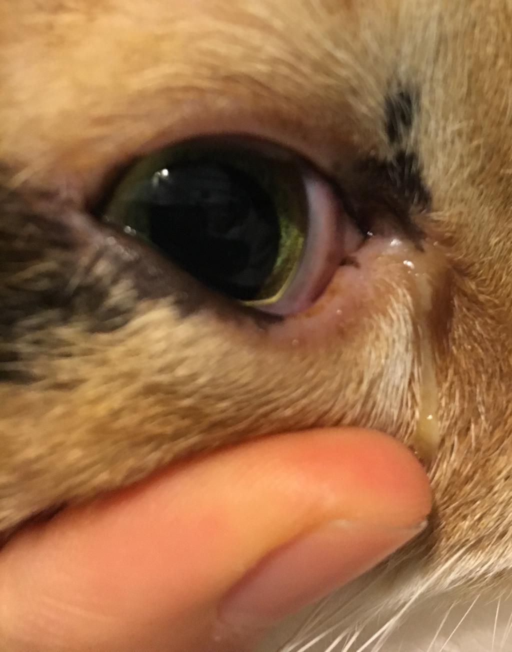 My cats eye has looked pretty irritated since she woke up this morning