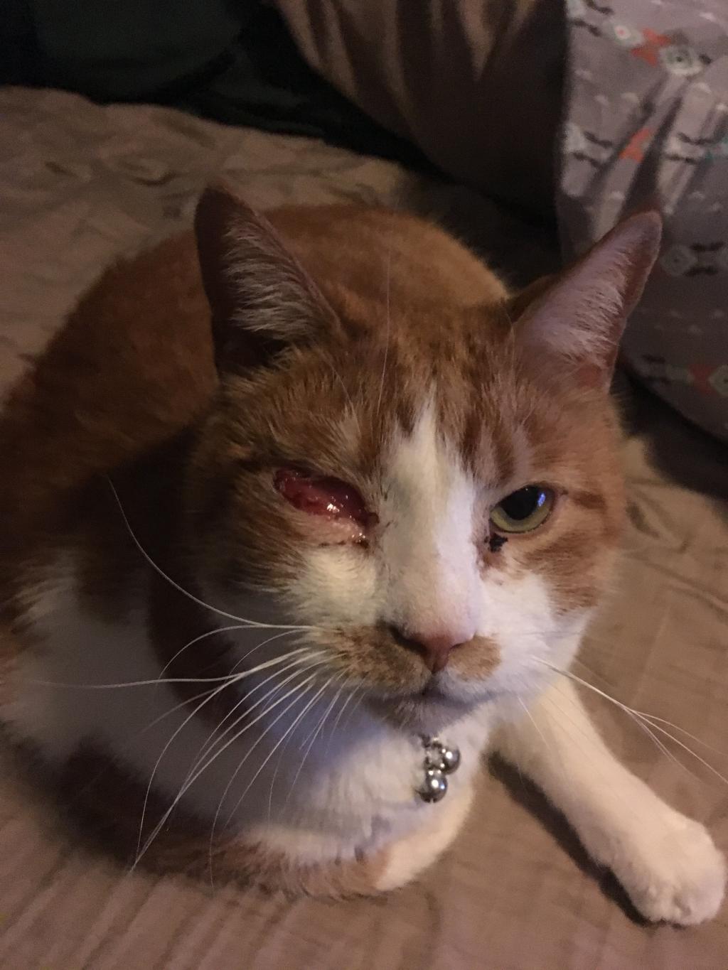 My cats left eye is swollen shut more than any photos I
