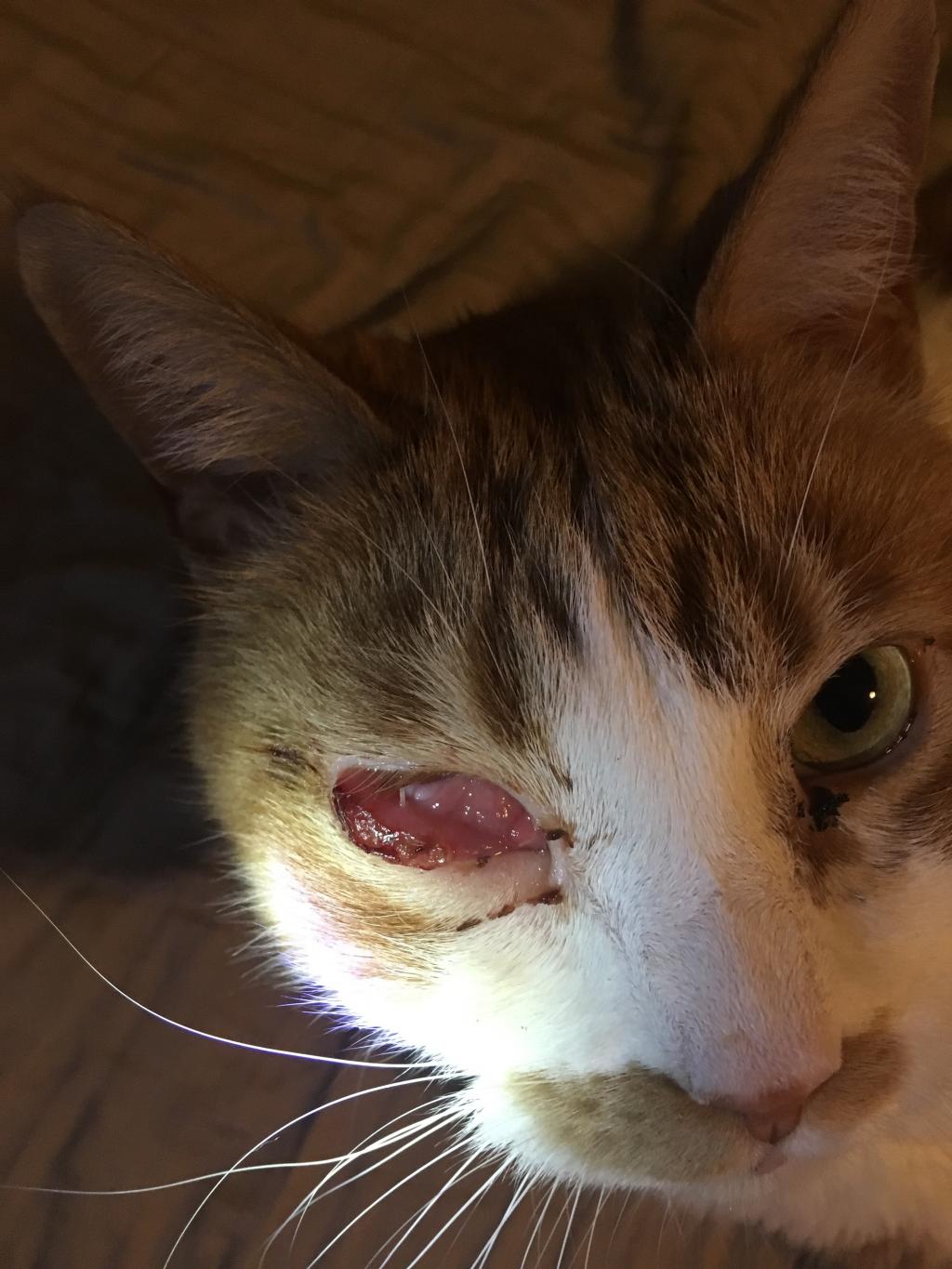 My cats left eye is swollen shut more than any photos I