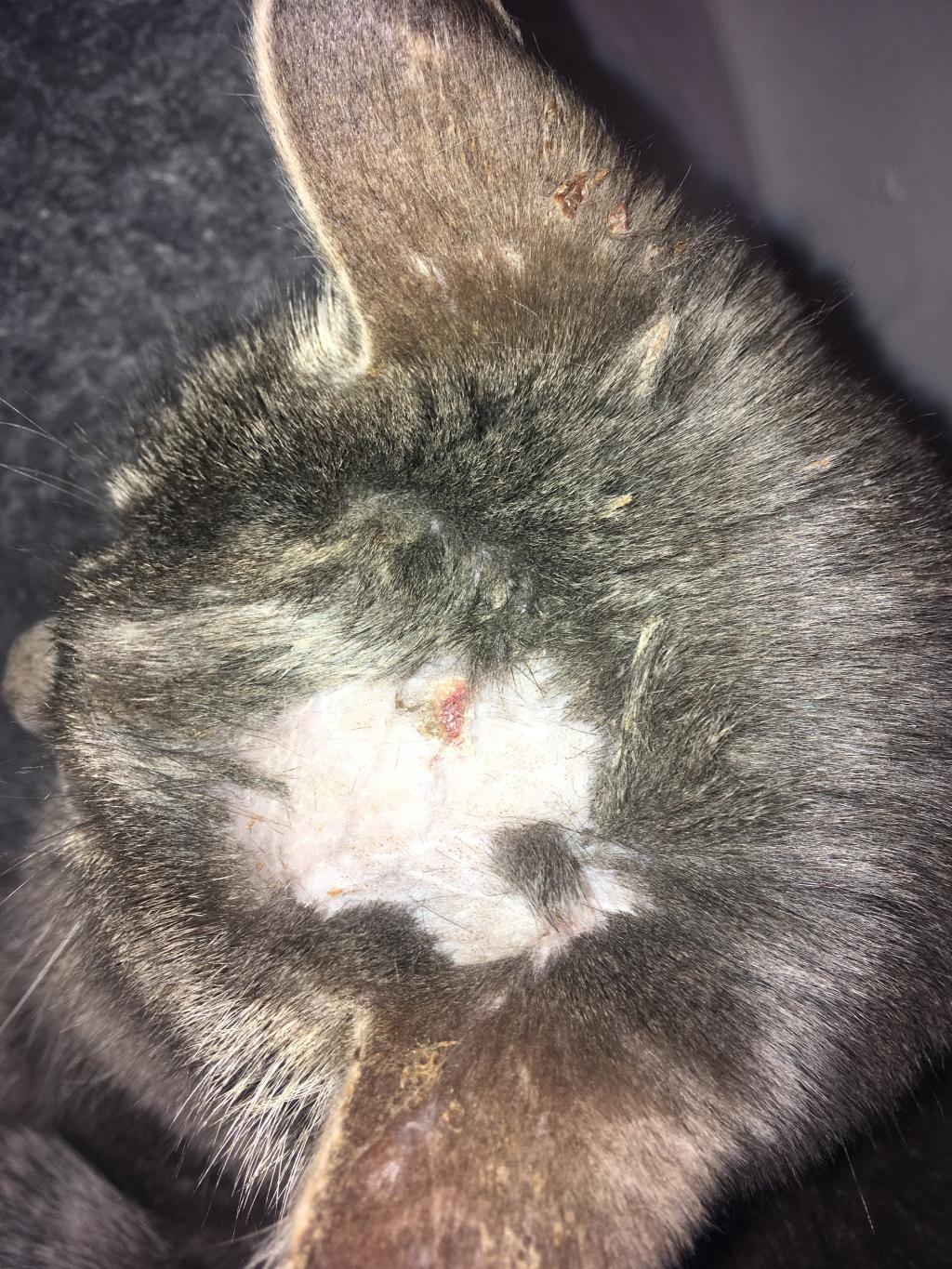cat scratching bald spot on head cat scratching bald spot on head