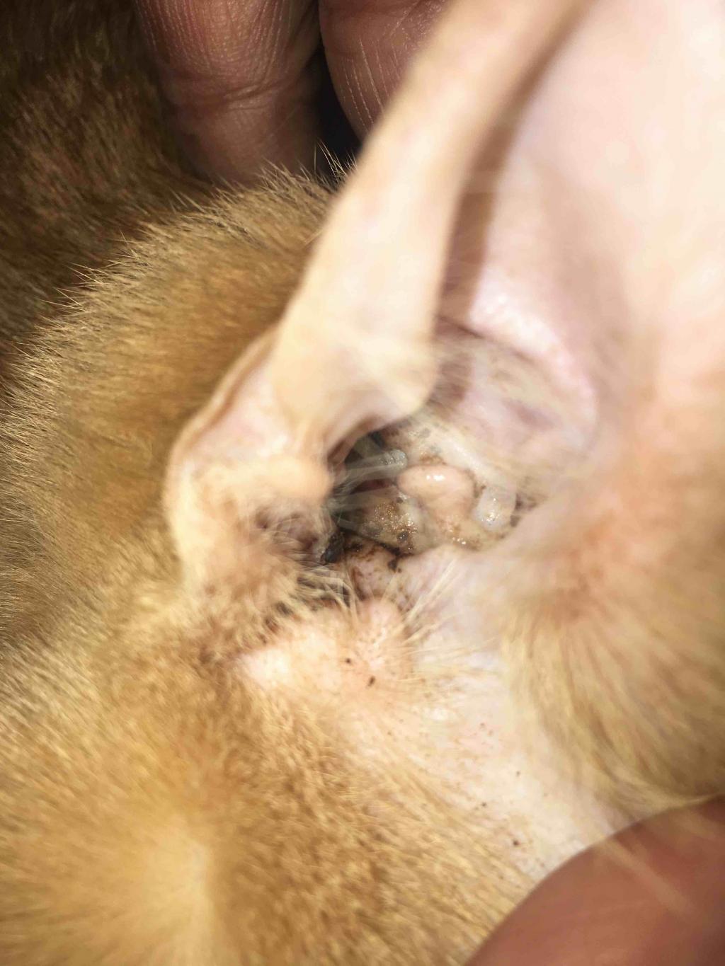 I was told before on here that coffee colored looking ears