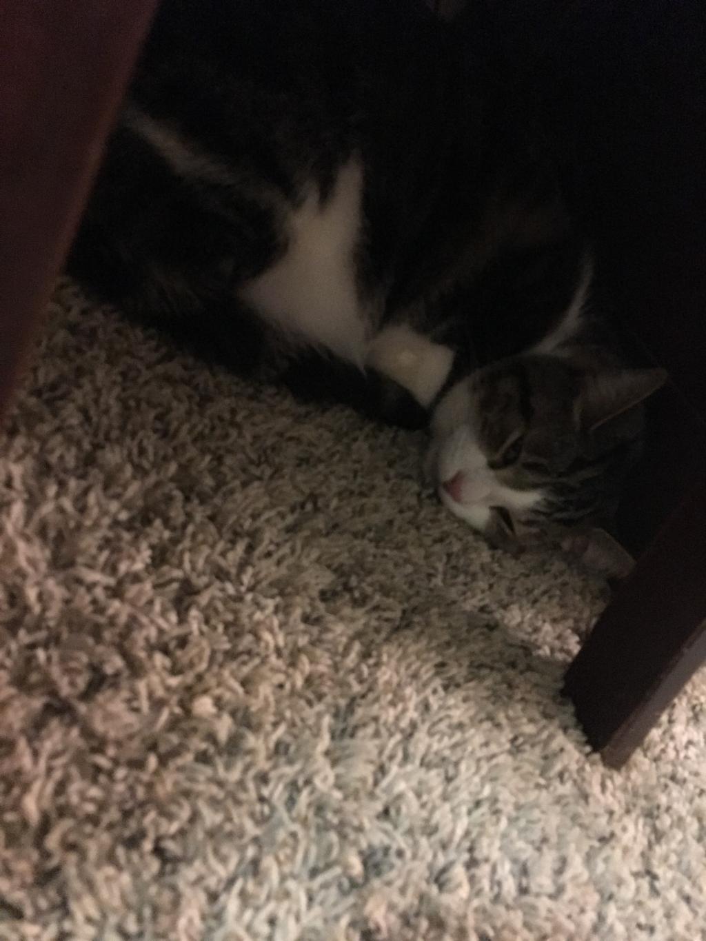 My cat has been throwing up white foamy liquid for three days it has