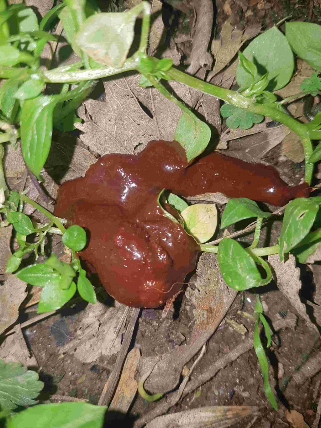 What Do Worms In Dogs Poop Look Like
