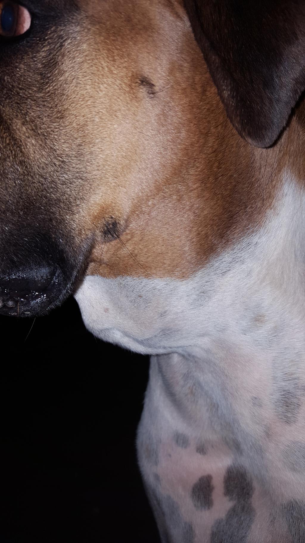 Why Does My Dog Have A Lump On His Neck