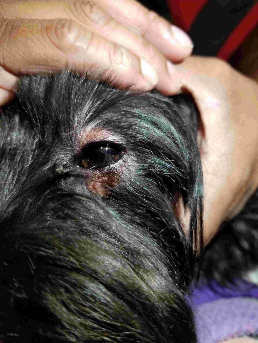 What Causes Redness Around A Dogs Eyes
