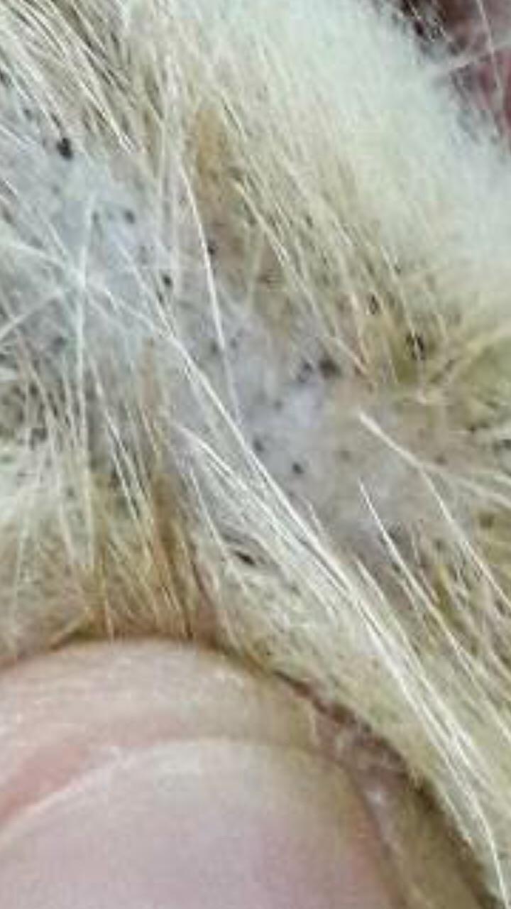 Black specks/dots recently appeared on the skin of my unneutered male