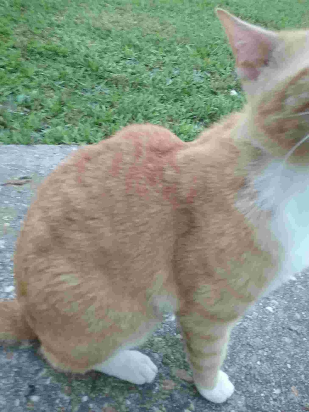 lump on cats side Leandra Adler