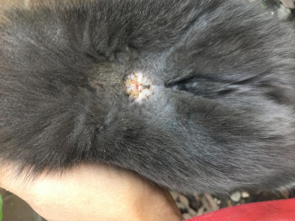 My cat’s anus is slightly red and inflamed on the top. She has been