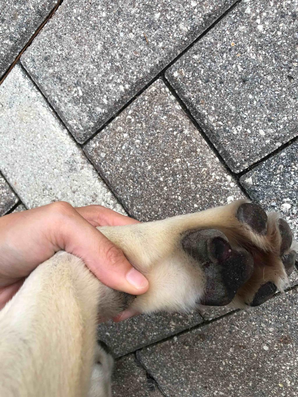 My dog cut his paw pad open, it's not bleeding but it's