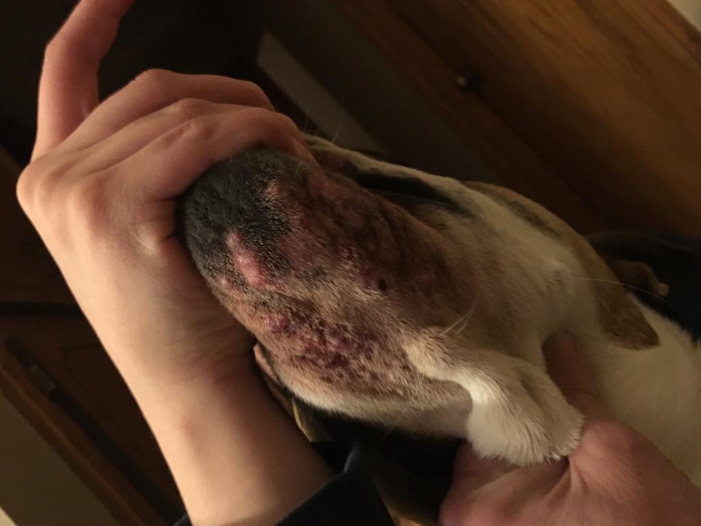 My dog has this rash by her mouth and under her chin and it continues