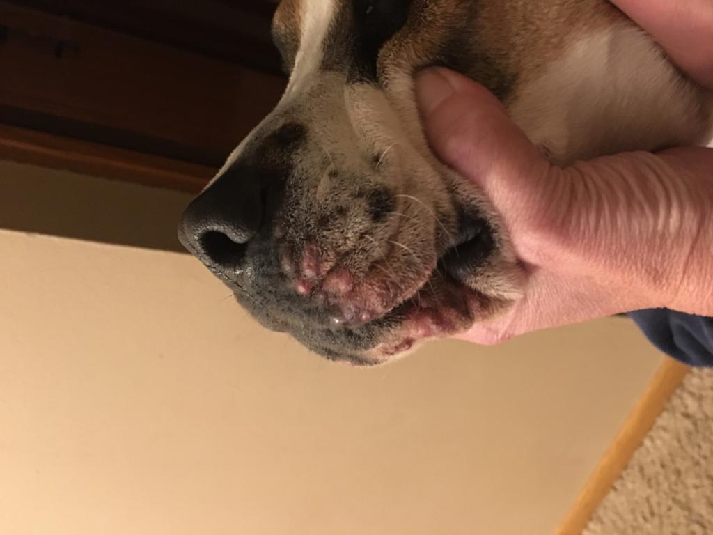 My dog has this rash by her mouth and under her chin and it continues