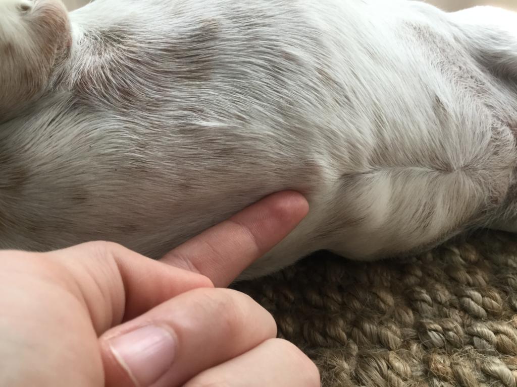Hi my dog is about 910 yrs old and I noticed some soft, quarter size