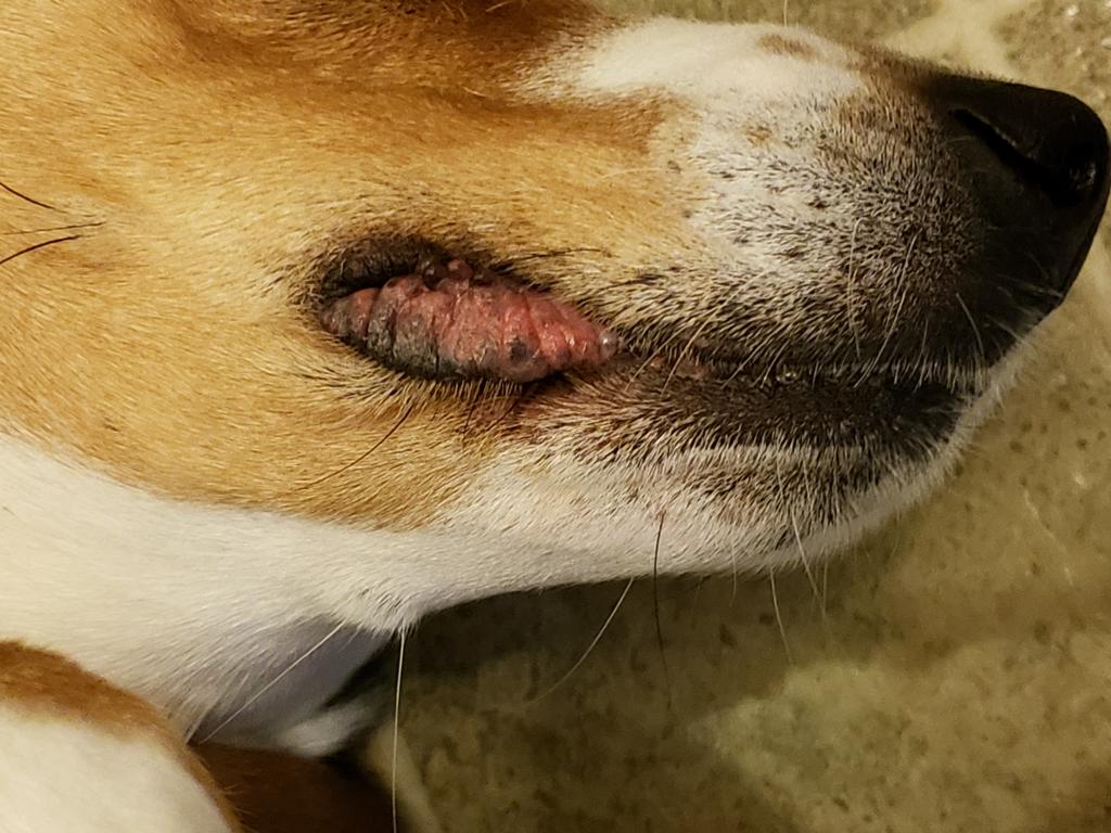 My dogs lip is dry and swollen on one side. He is eating My dogs lip is dry and swollen on one side. He is eating