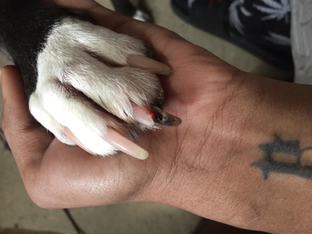my dog has split her nail and it looks like its attached to a nerve and