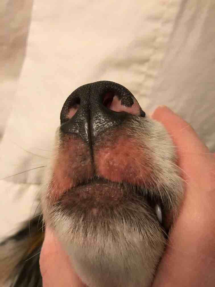 My dog has recently developed (810 days) a redness on his upper lip