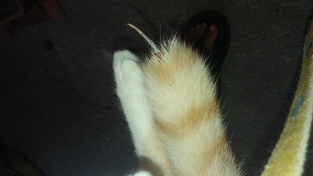 Hello my cat's tip of his tail fell off and I have no Idea what this is