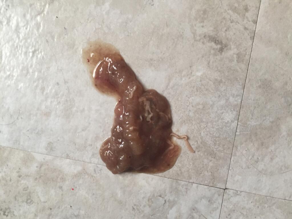 why is my dogs poop so slimy, and orange, and watery? PetCoach